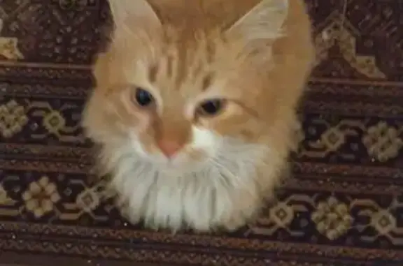 Кошка в ошейнике найдена в Санкт-Петербурге