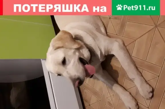 Собака найдена в Мкр Молодёжный, возраст 7-10 мес. (Краснодар)