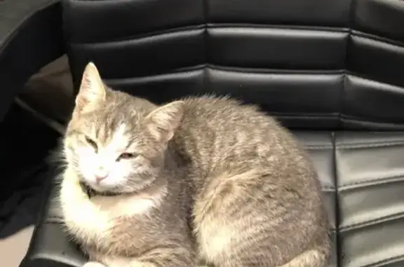 Кошки потеряшки, Санкт-Петербург, фото: Потеряшка кошка в Санкт-Петербурге.