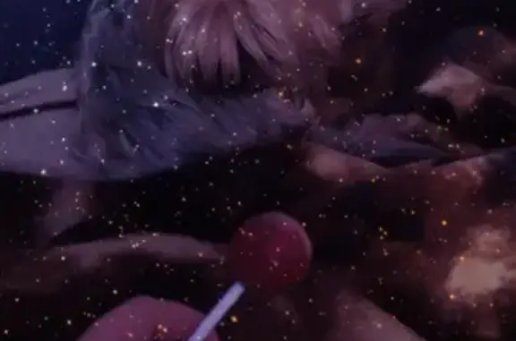 Потерянные животные Астрахань, фото: Пропала собака Ника в Чёрных землях