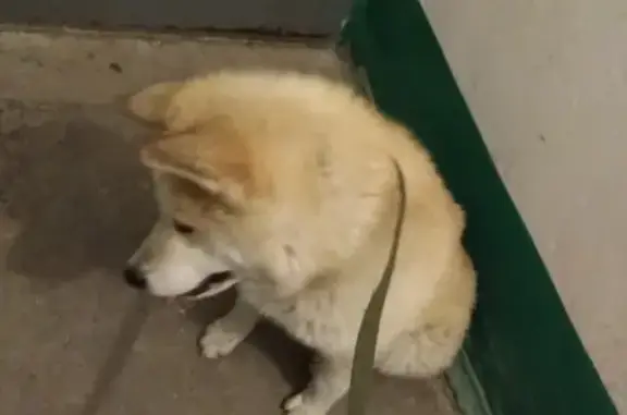 Найдена собака породы Акита-ину в Волгограде