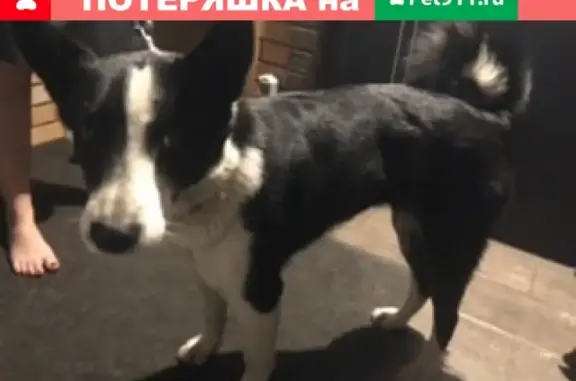 Найдена собака в Москве 24.12.2019, ищем старых хозяев!