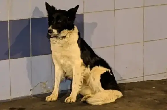 Потерянная собака возле метро Щукинская