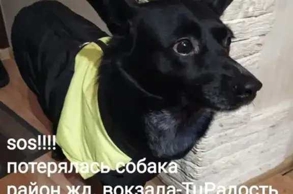 Пропала собака Ника в районе жд вокзала Хабаровска