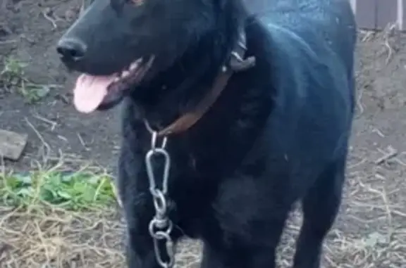 Пропала собака в деревне Образцово, Орловская область