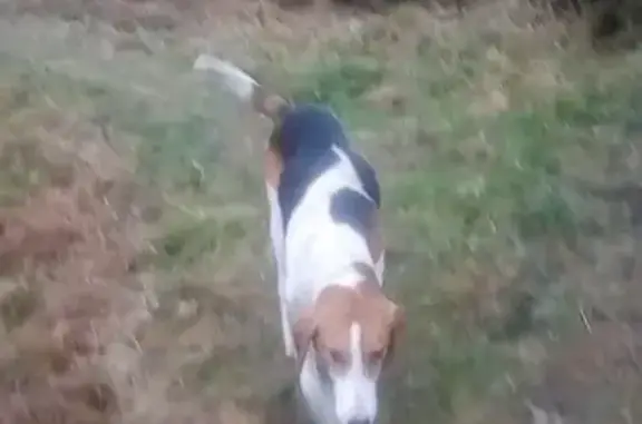 Найдена собака в деревне Кусково, Московская область