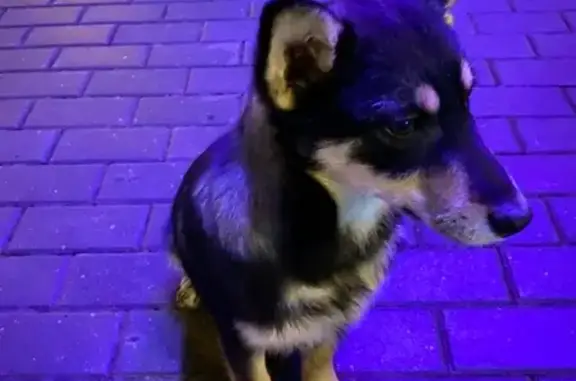 Найдена собака Метис в Измайловском парке
