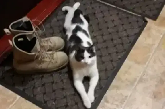Найден домашний кот на Ленинградском пр-те, Москва