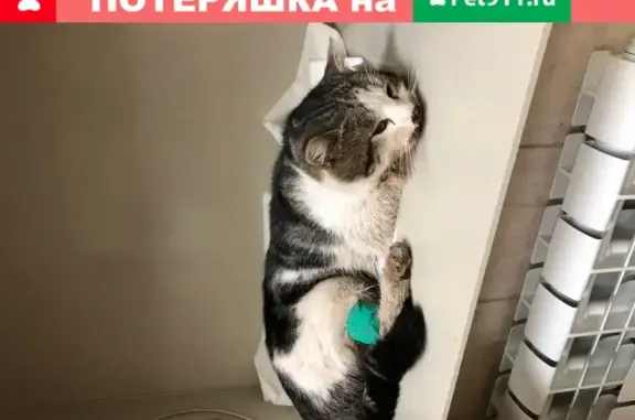 Найдена кошка на Б. Садовой/Островского, ищу хозяев.