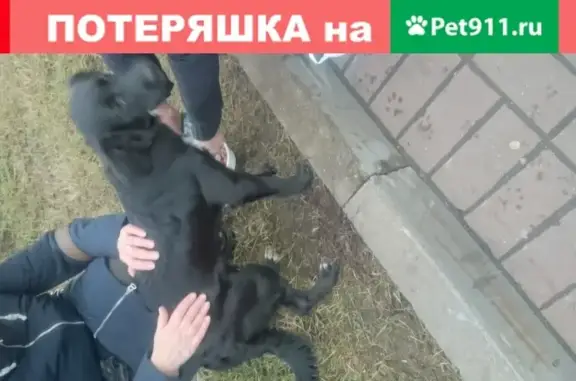 Найден черный пес у метро Славянский бульвар