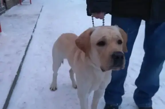 Найдена собака у школы на ул. Андрианова
