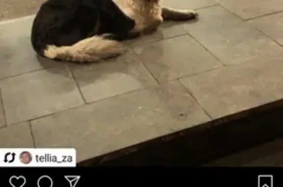 Собака возле дома на Авиационной 66 в Москве