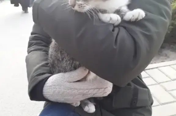 Найдена кошка на улице Стрелковой, 21