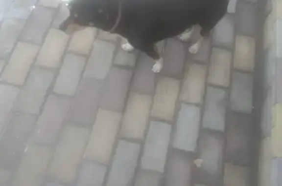 Найдена собака в районе больницы Михайловск