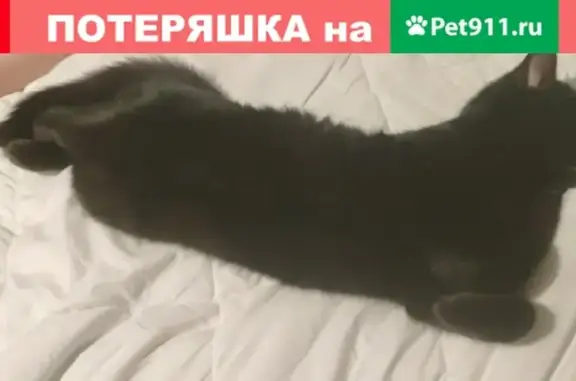 Кошки потеряшки, Санкт-Петербург, фото: Потеряшка кошка на Липовой аллее, СПб