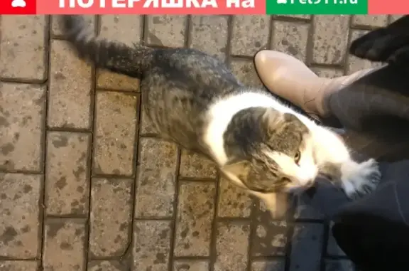 Найдена кошка Метро Румянцево