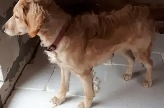 Собака Бегал найдена в Астрахани с краснокоричневым ошейником