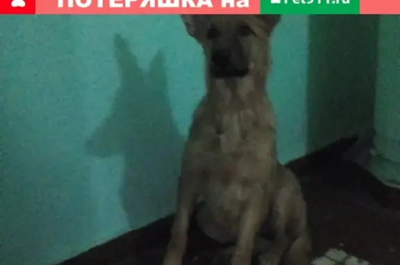 Найден щенок на Введенского 20к1, Москва