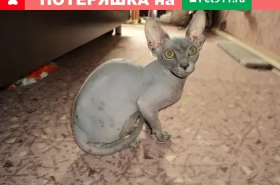 Пропала кошка в частном секторе Рахова, Саратов