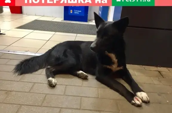 Найден потеряшка-собака в Фестивальном микрорайоне Краснодара