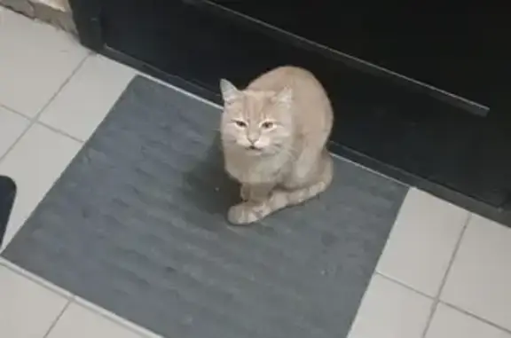 Найдена рыжая кошка на 2-й Старо-Аракчинской, 41А