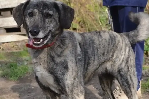 Пропала собака в Кирове, возможно в районе Северного Кольца или поселка Дурни.