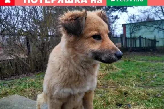 Собака найдена в деревне Шиколово, Можайский район.