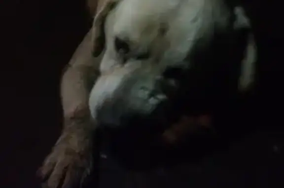 Собака найдена на Некрасовском шоссе 44А.