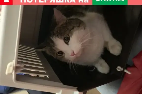 Найдена кошка возле БП Румянцево, Москва