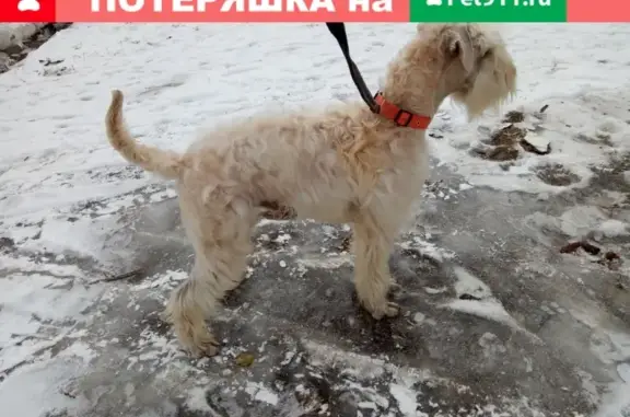Пропала собака в Хабаровске, нужна информация.