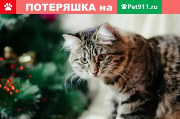 Пропала кошка Муська на улице Ленина, 61.