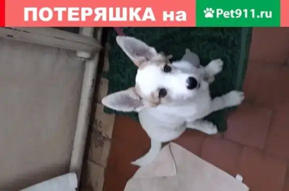 Собаки потеряшки, , фото: Потеряшка собака Снежок в Саратове, 1-й Вяземский проезд