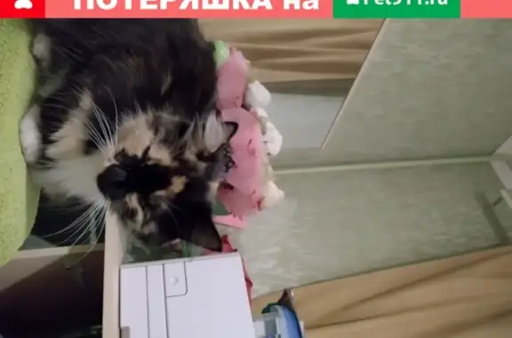 Пропала кошка Муся на ул. Костенко, Елец