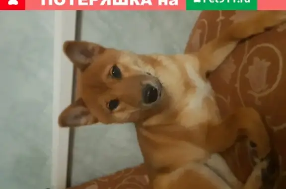 Пропала собака Гуччи на ул. Демьяна Бедного, Екатеринбург