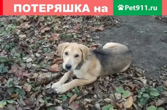 Пропала охотничья собака в Новосадовом, Белгородская область