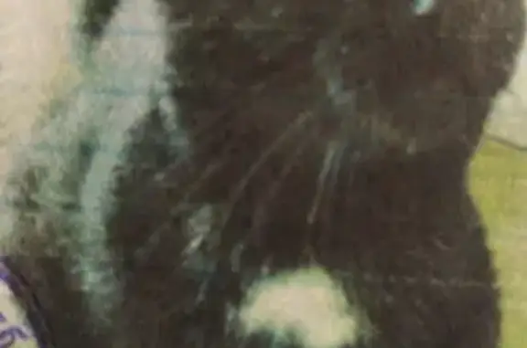 Пропала крупная черная кошка с белой грудкой и лапками в Сочи, Дагомыс, Армавирская улица, 164/9.