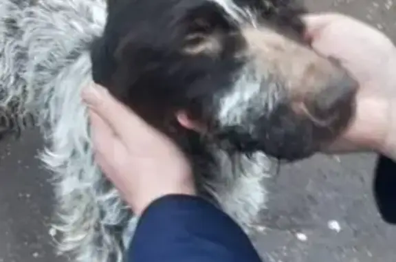 Найдена собака в Одинцовском р-не, пос. санатория им. Герцена