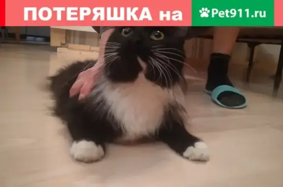 Найдена кошка в Красногорске, микрорайон Райцентр