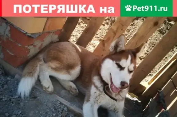 Пропала собака Хаски на Заводской улице, Оренбургская область.