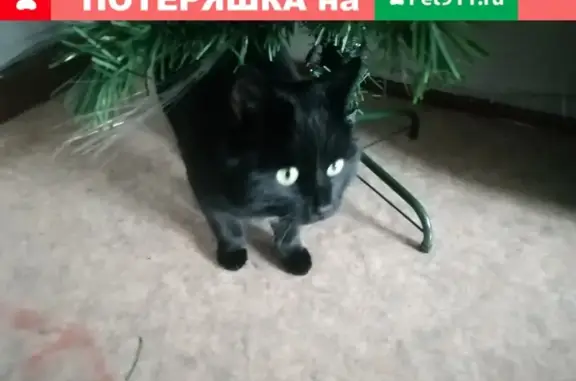 Найден чёрный кот, ищем хозяев.