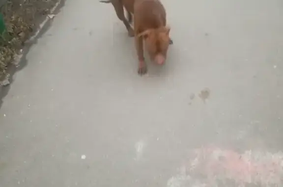 Собака найдена на ул. Поликарпова-беговой пр. в Москве