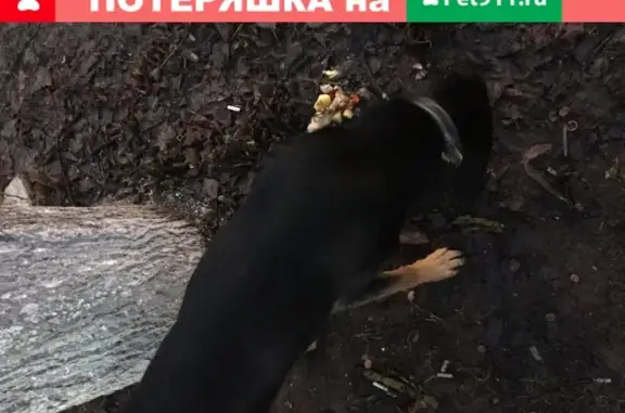 Собака найдена в Звенигороде