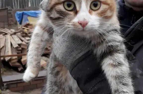 Молодая кошка ищет дом в Углешне, Московская область