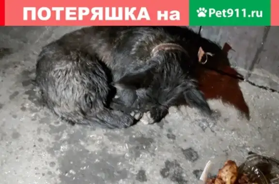 Собака с ошейником на ул. Ленинского Комсомола, Чебоксары