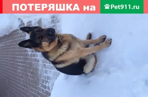 Собаки потеряшки, Москва, фото: Потеряшка кобель Немецкой овчарки Рекс, с. Каменское, МО (408)