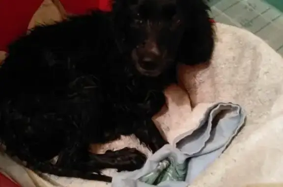 Найден щенок в Курске, черный спаниель, 4 мес.