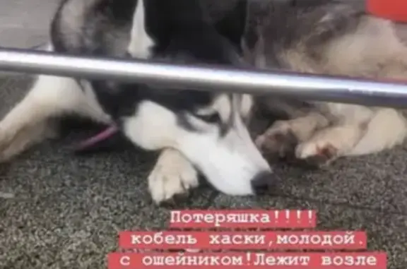 Собака Хаски найдена в Калининграде