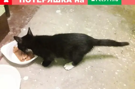 Найдена домашняя кошка на Кантемировской улице