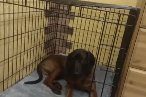 Собаки потеряшки, Нижний Новгород, фото: Потеряшка собака Баварец на Полтавской улице