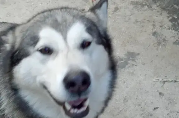 Пропала собака Адея в Бахчисарае, Крым